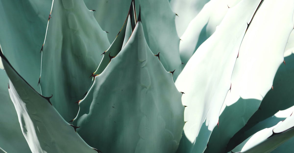 Is there anything like Thorns in DS2? - Macro Photography of Plant