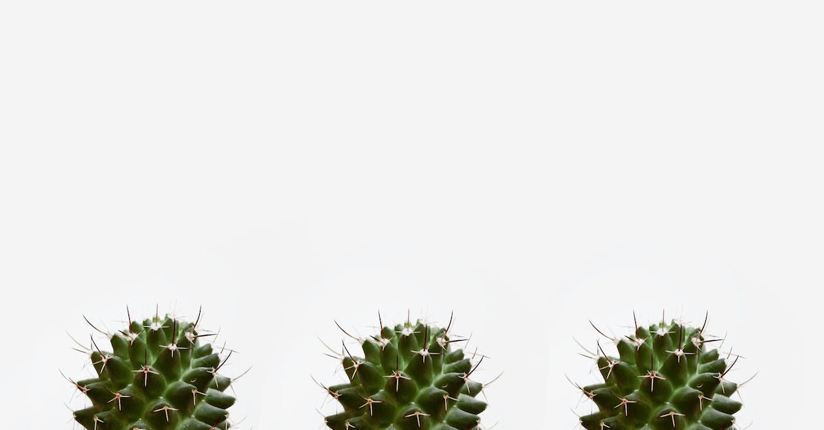 Is there anything like Thorns in DS2? - Close-Up Photo of Three Cactus