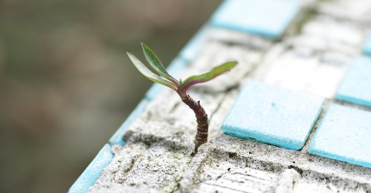 Is there anything to do except surviving in the summer - Green Leafed Plant on Sand Is there anything to do except surviving in the summer - Green Leafed Plant on Sand