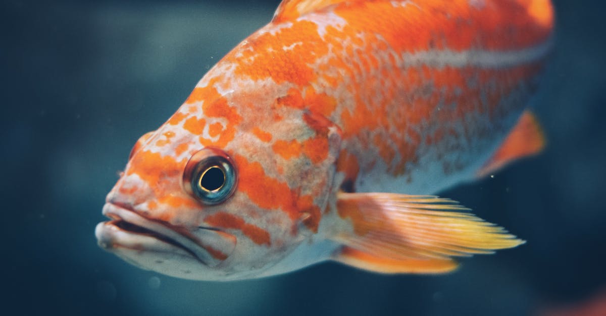 Is there anything to do to get more gold fish from cats? - Close-Up Photo of Orange Fish