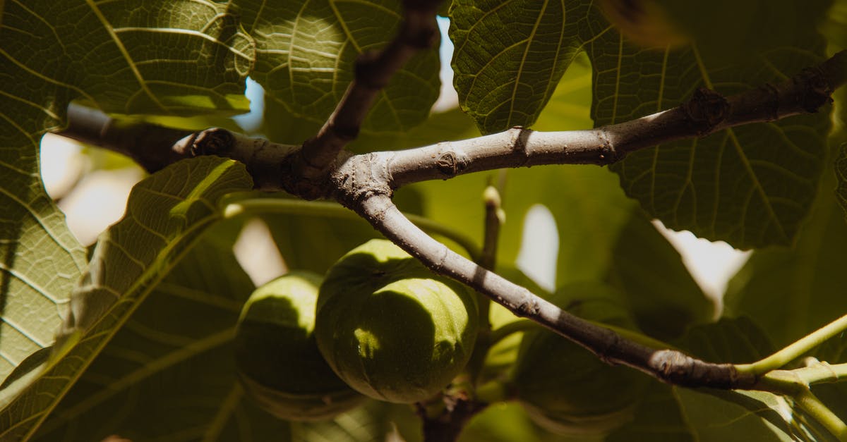 Is there Tauriel in LotRO? [closed] - Green Round Fruit Hanging on the Tree Branch 