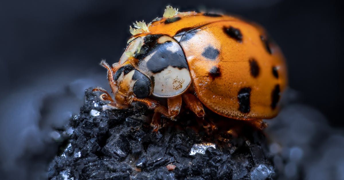 Is this a bug or is it luck? - Free stock photo of animal, beetle, biology Is this a bug or is it luck? - Free stock photo of animal, beetle, biology