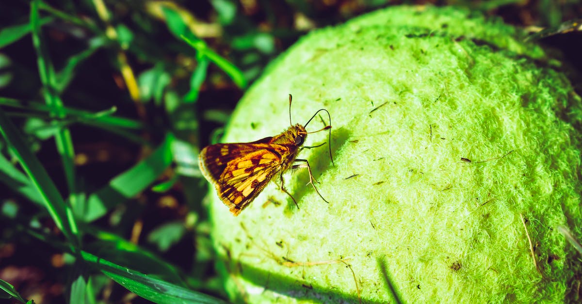Is this a bug or means something, if i see grass deep underground - Brown Skipper Moth Perched On Ball Is this a bug or means something, if i see grass deep underground - Brown Skipper Moth Perched On Ball