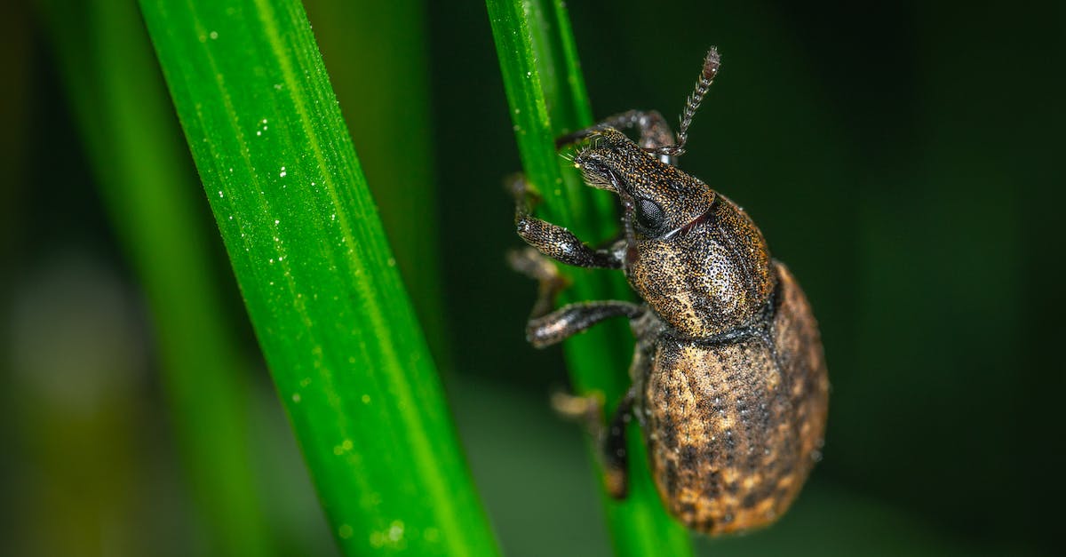 Is this a bug or means something, if i see grass deep underground - Brown Insect Is this a bug or means something, if i see grass deep underground - Brown Insect