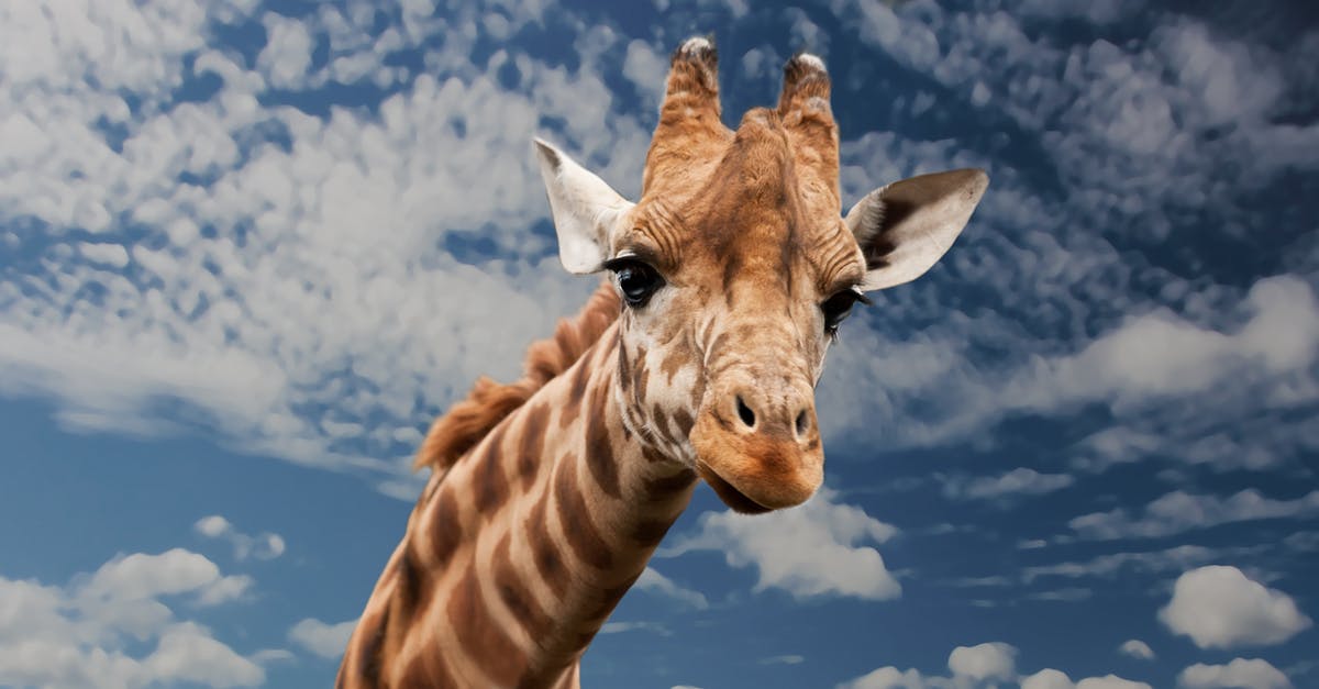 Is this exploit patched? - Brown Beige and White Giraffe Under White Clouds