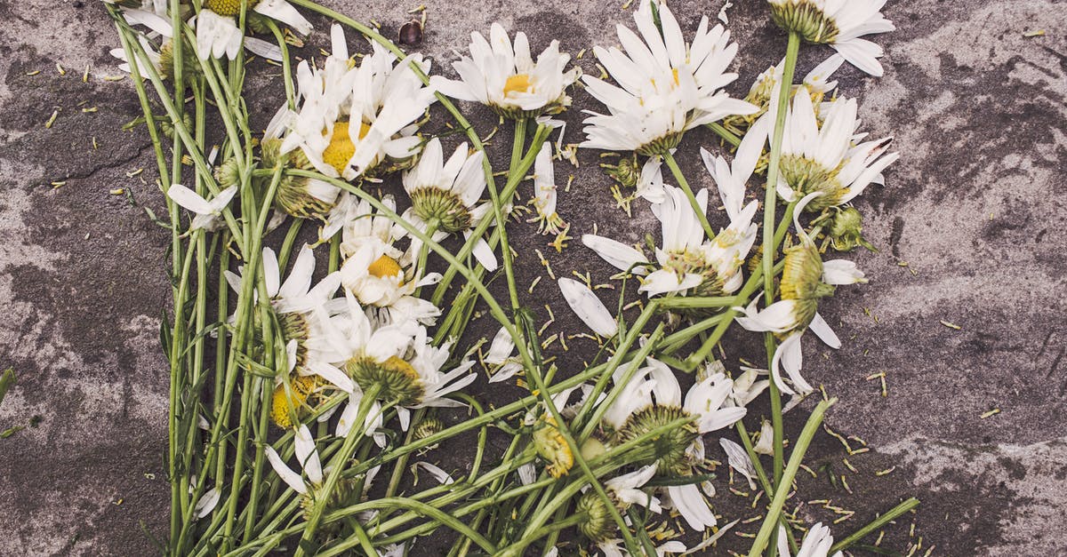 Is Torbjorn's turret destroyed upon death? - White Flowers