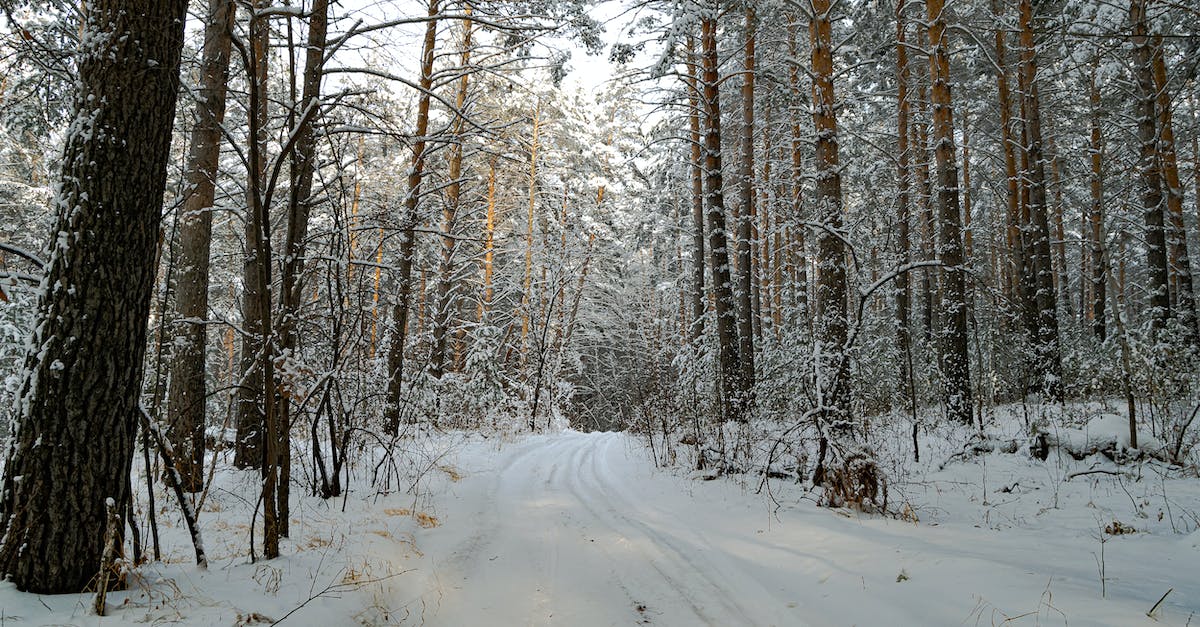 It is possible to get tier demoted on season 5? - A Path on Snow Covered Forest During Winter