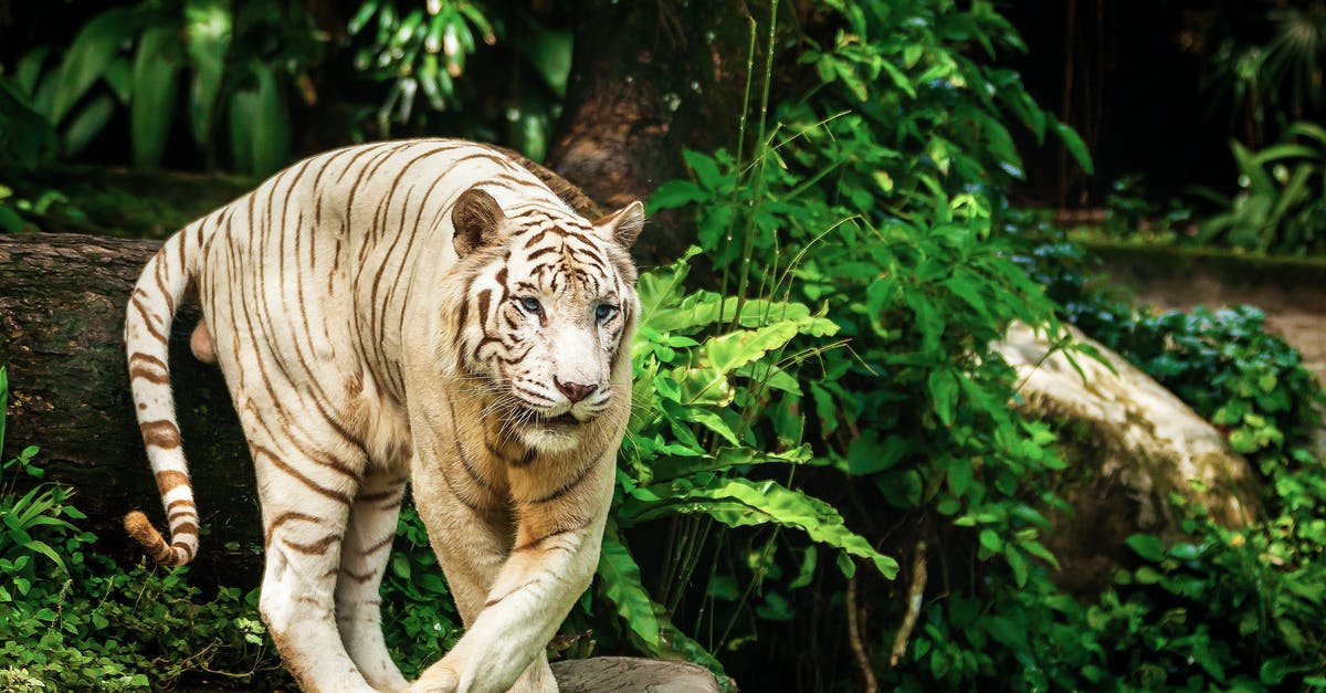 Javazon Hell Mode stuck in the jungle - Brown Tiger Lying on Brown Rock