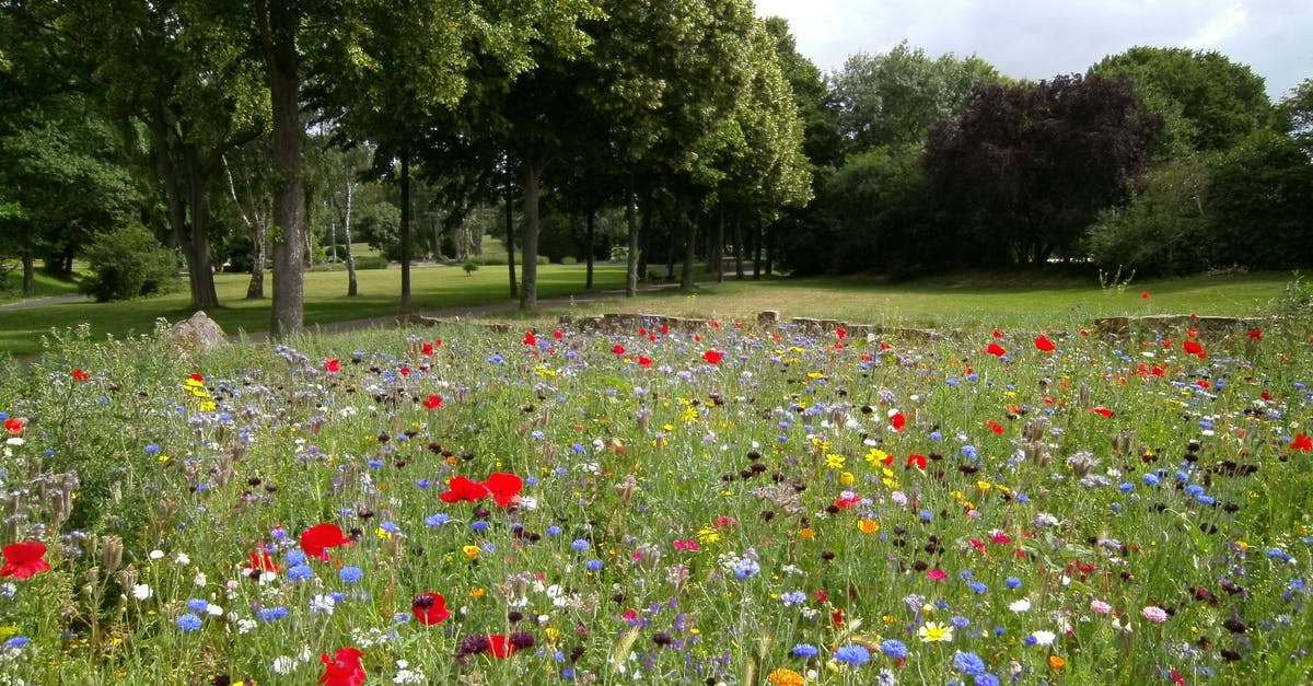 Joining parks in Dragonvale - Landscape Photography of Flower Garden Joining parks in Dragonvale - Landscape Photography of Flower Garden