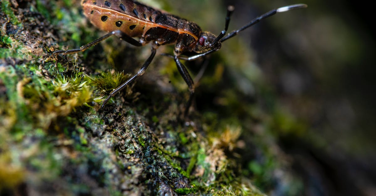 Joining the Allies Bug - Brown and Black Insect on Green Moss in Close Up Photography