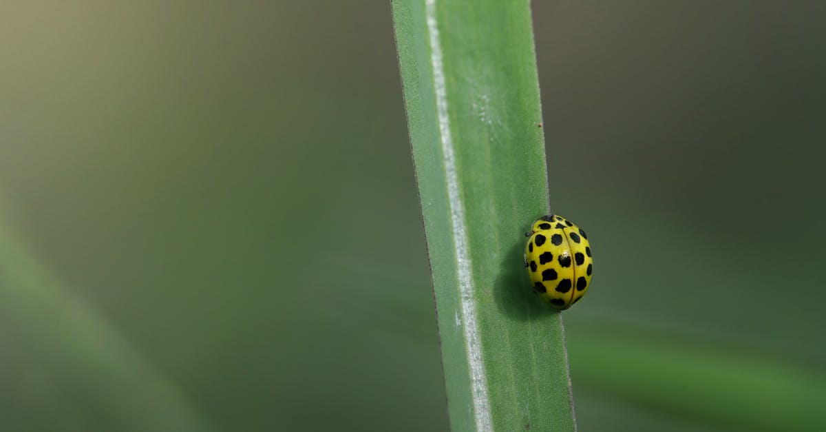 Joining the Allies Bug - Free stock photo of 22-spot ladybird, animal, beauty in nature
