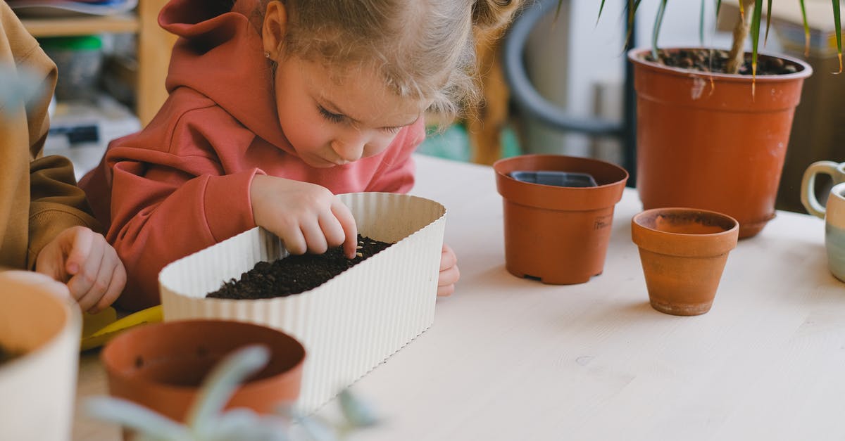 Joya Seed: How to plant? - Free stock photo of breakfast, child, children