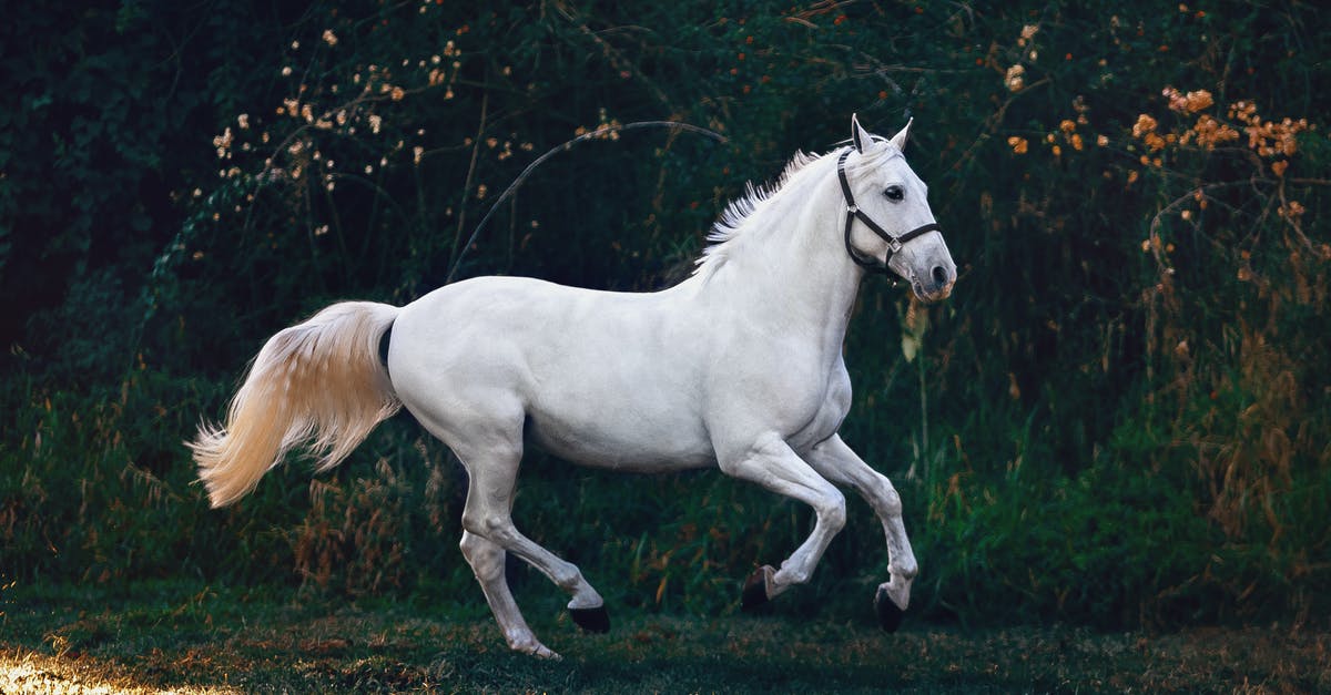 Karliah not moving to Ragged Flagon [duplicate] - White Horse on Green Grass