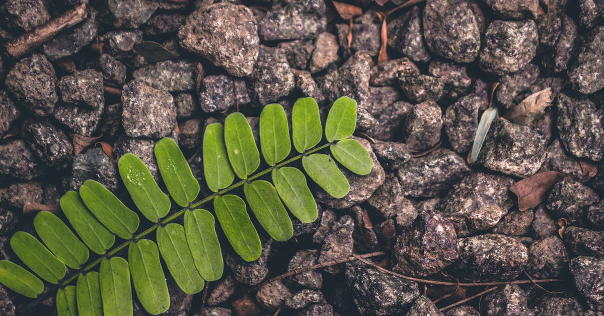 Keeping patterns on the ground when I remove the design from my inventory - Green Fern Plant on Gray Stone Lot