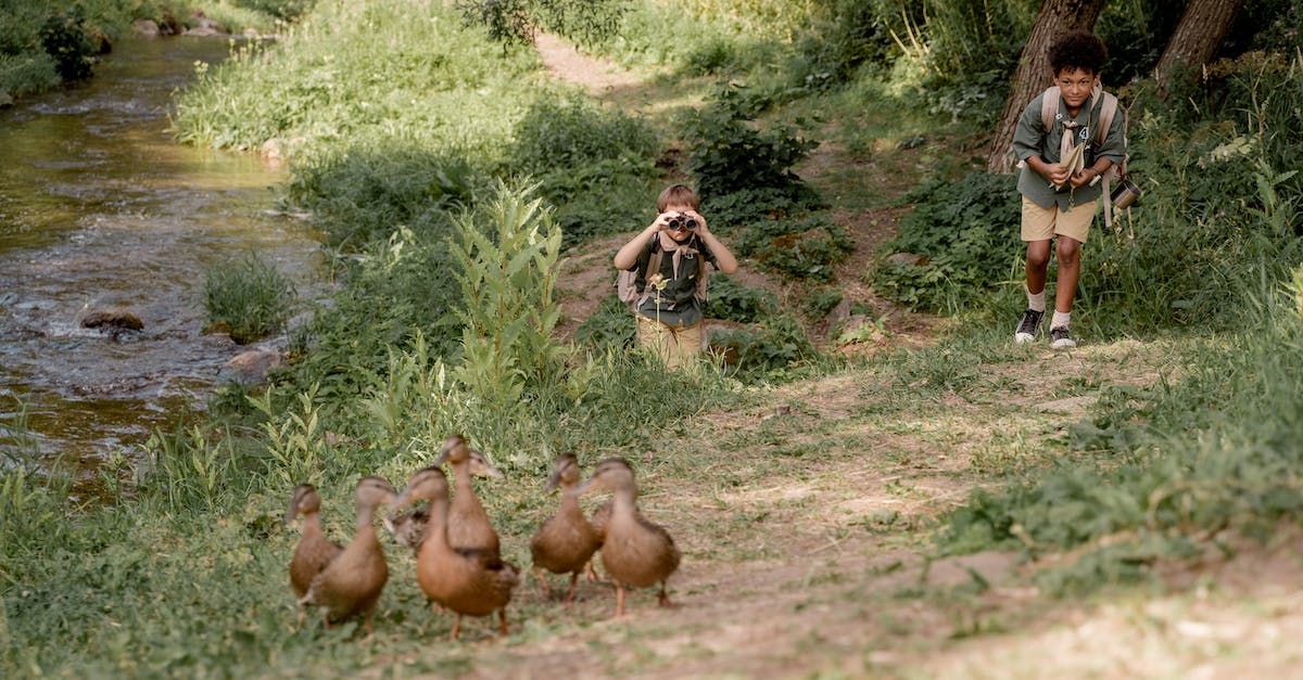 Koalefant doesn't appear when following trail at night - Boy Scouts Following Wild Ducks