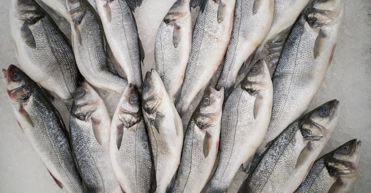 Lagging behind in levels, how do I catch up? - Bunch of Grey Fish
