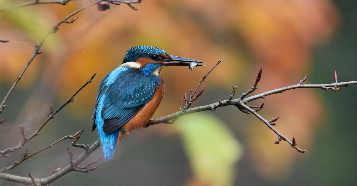 Lagging behind in levels, how do I catch up? - Selective Focus Photography of Blue and Brown Bird on Twig