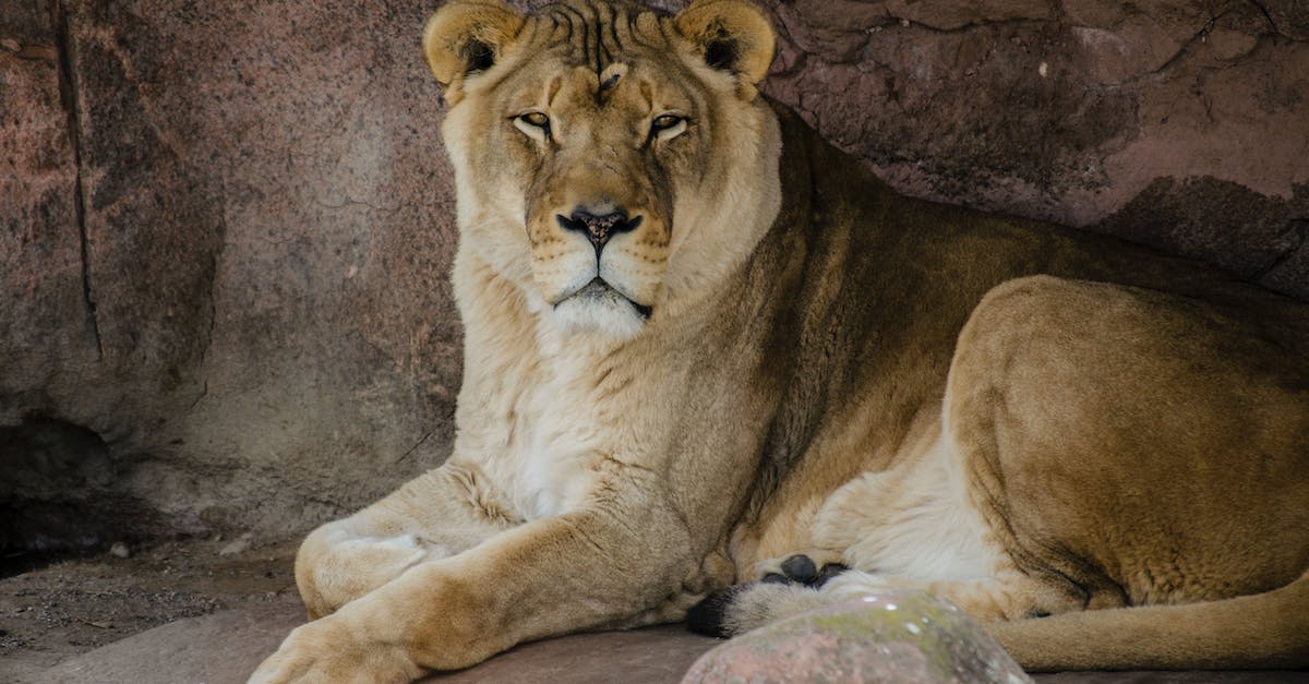 Large vs. Small rocks in Zoo Tycoon - A Lion Resting on Rocks