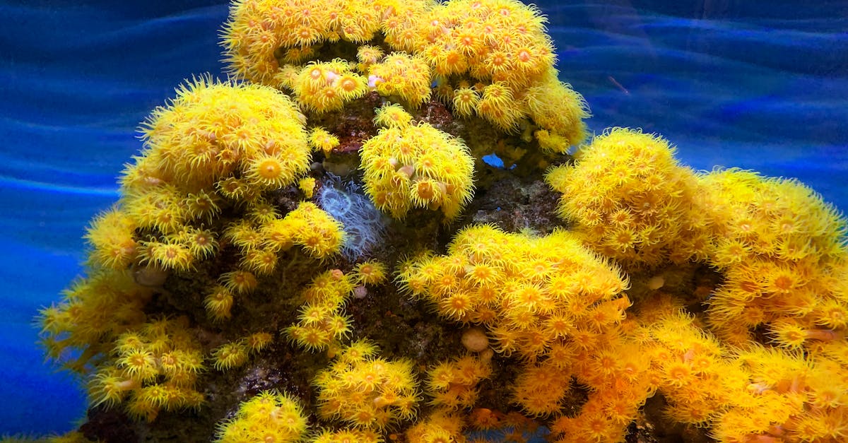 Large vs. Small rocks in Zoo Tycoon - Colorful gentle Orange cup coral lushly growing in clear blue water behind glass