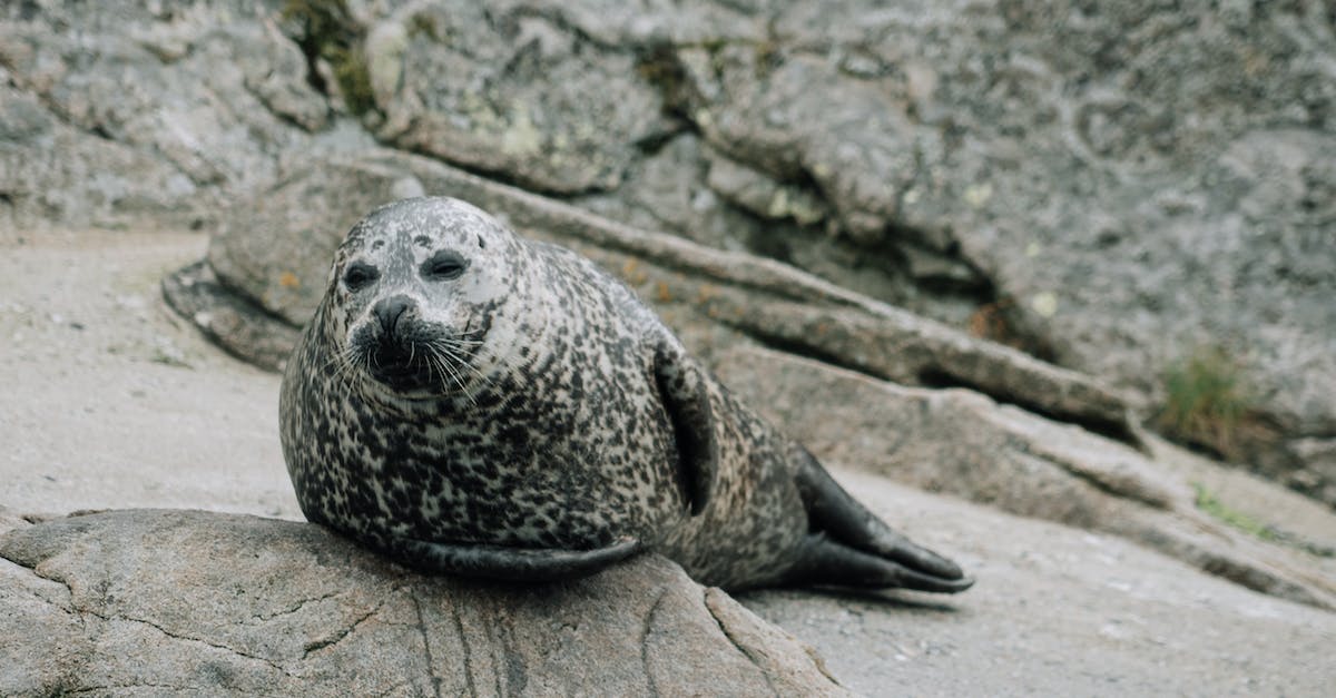 Large vs. Small rocks in Zoo Tycoon - Gray seal resting on rocky shore