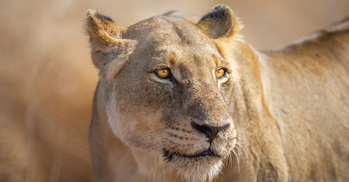 League of legends folder seems too big - Stare