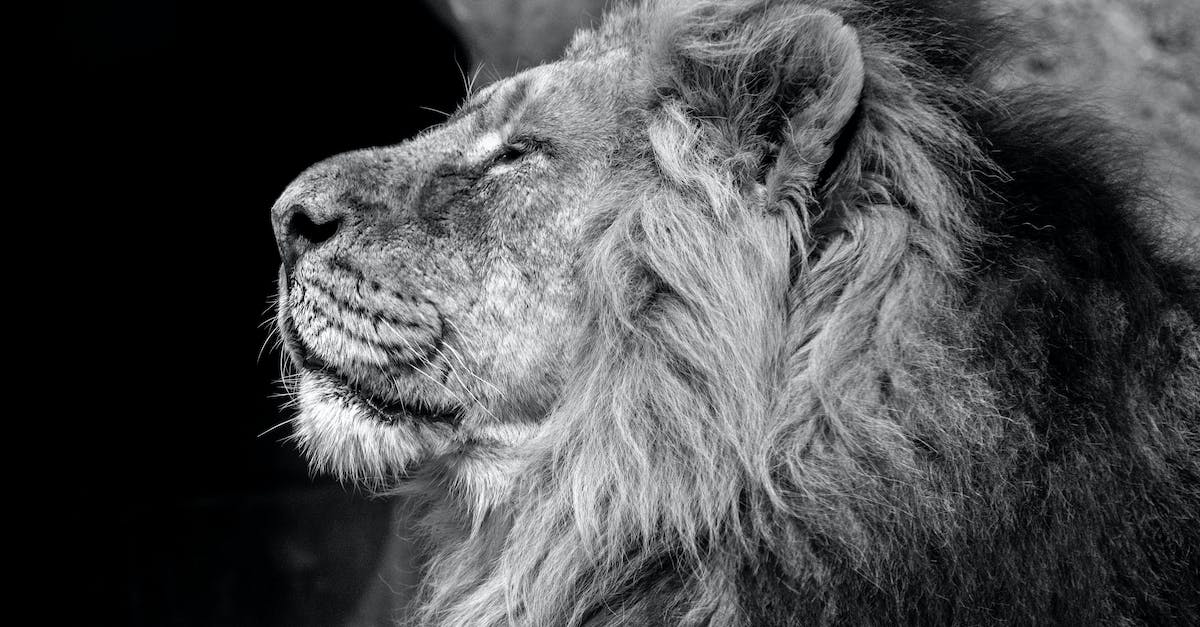 League of legends folder seems too big - Free stock photo of animal, big, cat