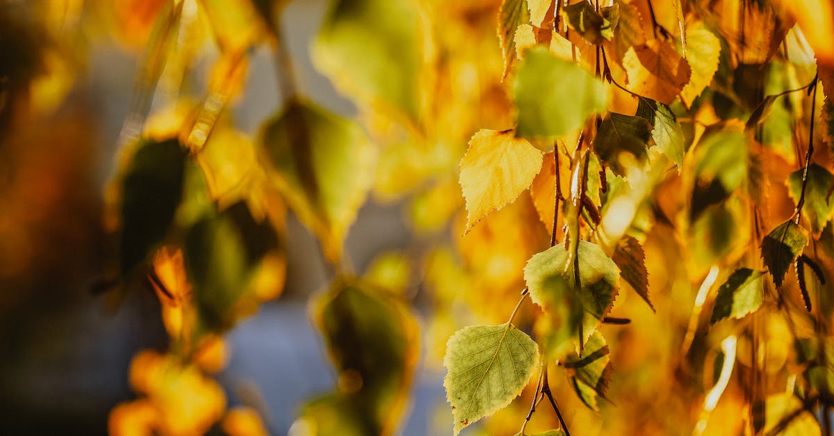 Leaving gold and elixir uncollected to prevent losing when raided - Bright autumn leaves on tree twigs Leaving gold and elixir uncollected to prevent losing when raided - Bright autumn leaves on tree twigs