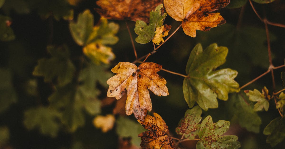 Leaving gold and elixir uncollected to prevent losing when raided - Small wet multicolored maple leaves growing on thin tree branches in early autumn on blurred background Leaving gold and elixir uncollected to prevent losing when raided - Small wet multicolored maple leaves growing on thin tree branches in early autumn on blurred background