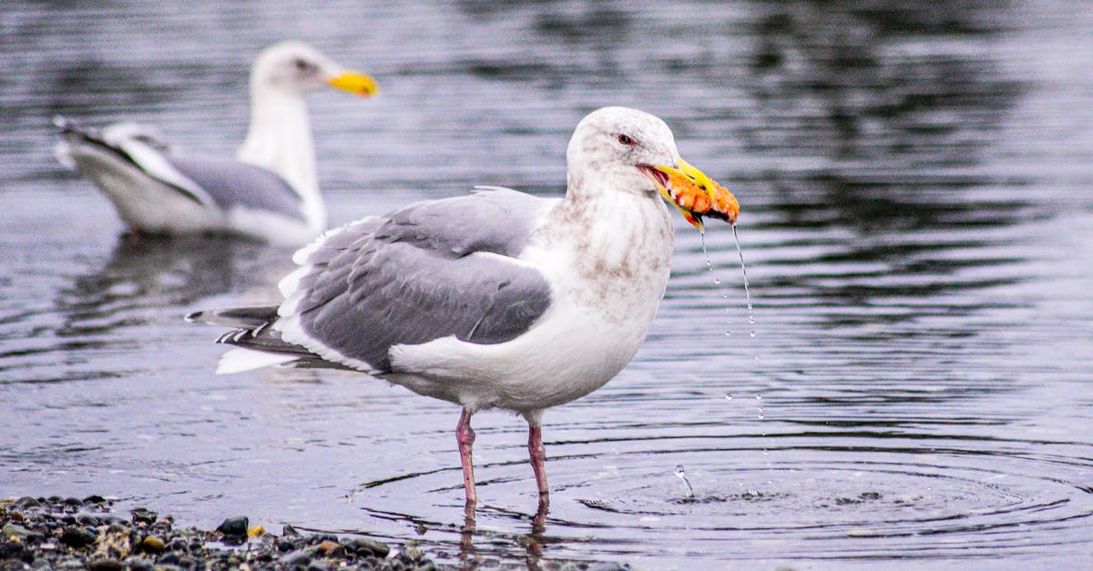 Legendary drops - Seagulls with Yellow Beaks in Water Legendary drops - Seagulls with Yellow Beaks in Water