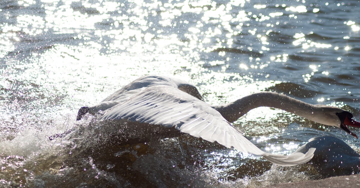 Legendary drops - Sunshine Reflecting in Sea and a White Swan Raising Water Particles with Wings Legendary drops - Sunshine Reflecting in Sea and a White Swan Raising Water Particles with Wings