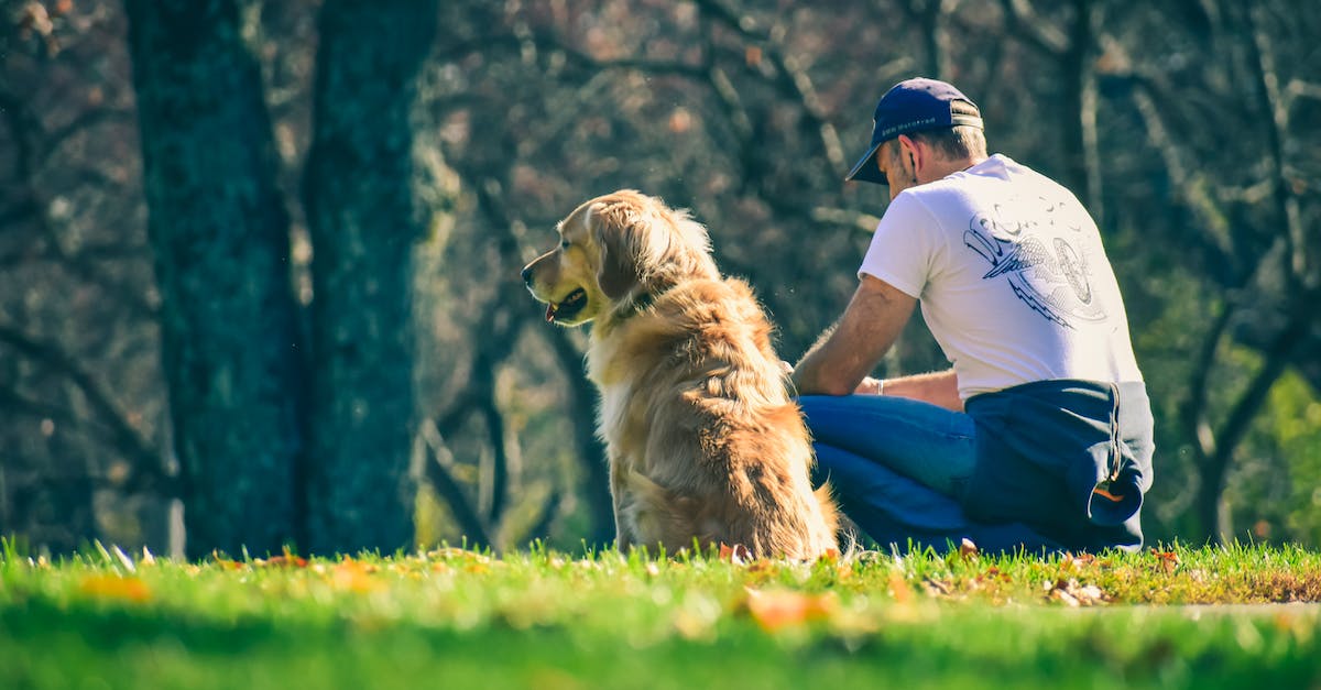 Level cap in Blitzball? - Ground level of male owner sitting on grassy meadow with fallen autumn leaves near Golden Retriever dog Level cap in Blitzball? - Ground level of male owner sitting on grassy meadow with fallen autumn leaves near Golden Retriever dog