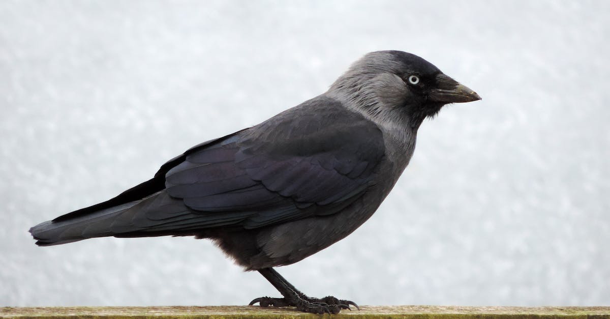 Level of Jackdaw - Black and Grey Bird