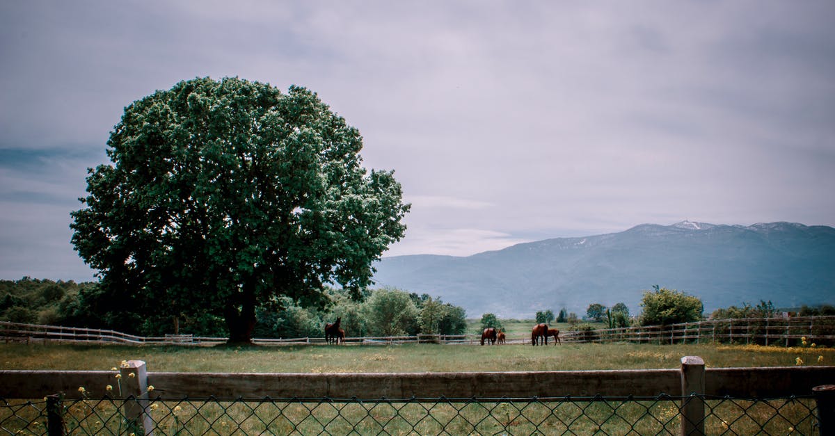 Linked triangle with no field - Photo Of Tree During Daytime