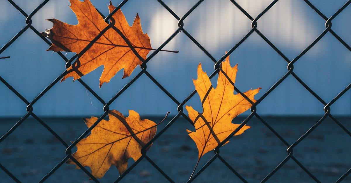 Linking battle net account to psn - Autumn leaves fallen on chain link fence