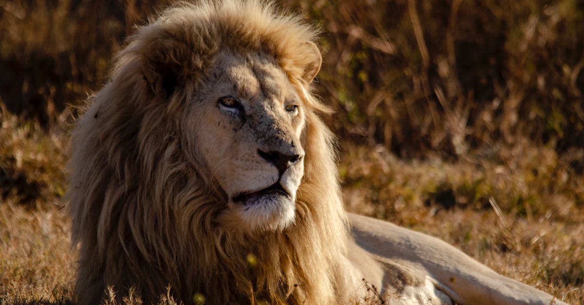 Lion Aghanim's Scepter or Dagon - Lion Lying on Green Grass Lion Aghanim's Scepter or Dagon - Lion Lying on Green Grass