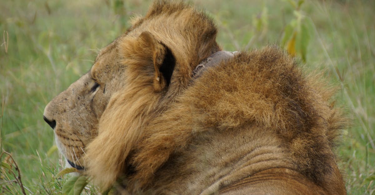 Lion Aghanim's Scepter or Dagon - Lion Lying on Green Grass Lion Aghanim's Scepter or Dagon - Lion Lying on Green Grass