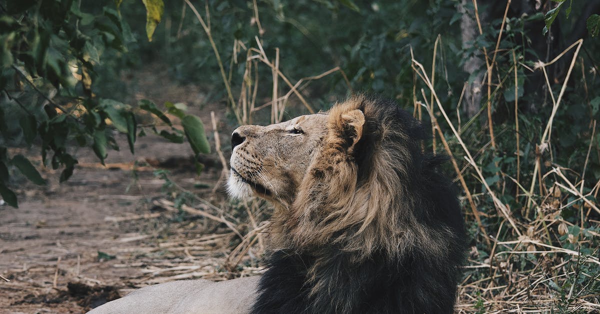 Lion Aghanim's Scepter or Dagon - Brown Lion Lying on Ground Lion Aghanim's Scepter or Dagon - Brown Lion Lying on Ground