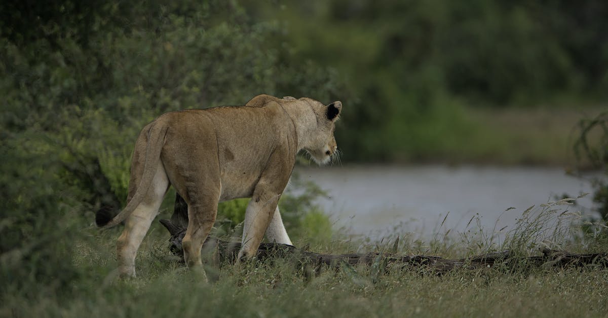 Lion Aghanim's Scepter or Dagon - Lioness, Kruger National Park, South Africa Lion Aghanim's Scepter or Dagon - Lioness, Kruger National Park, South Africa