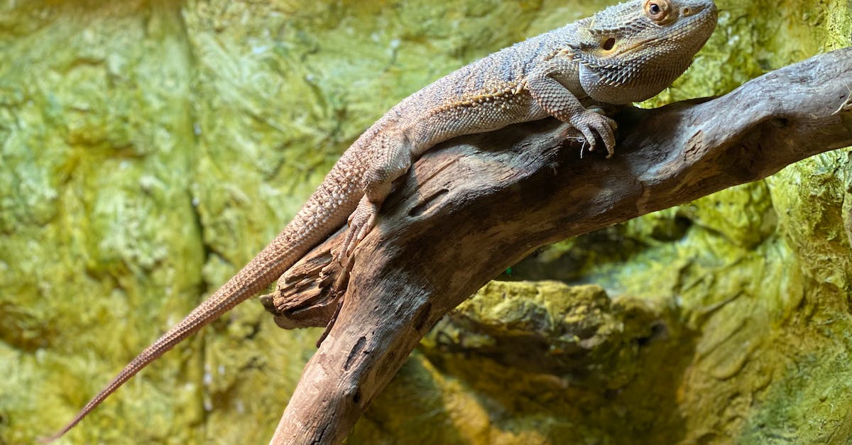 Lizard Racing, How To Train My Lizard? - Brown Lizard on Brown Tree Branch