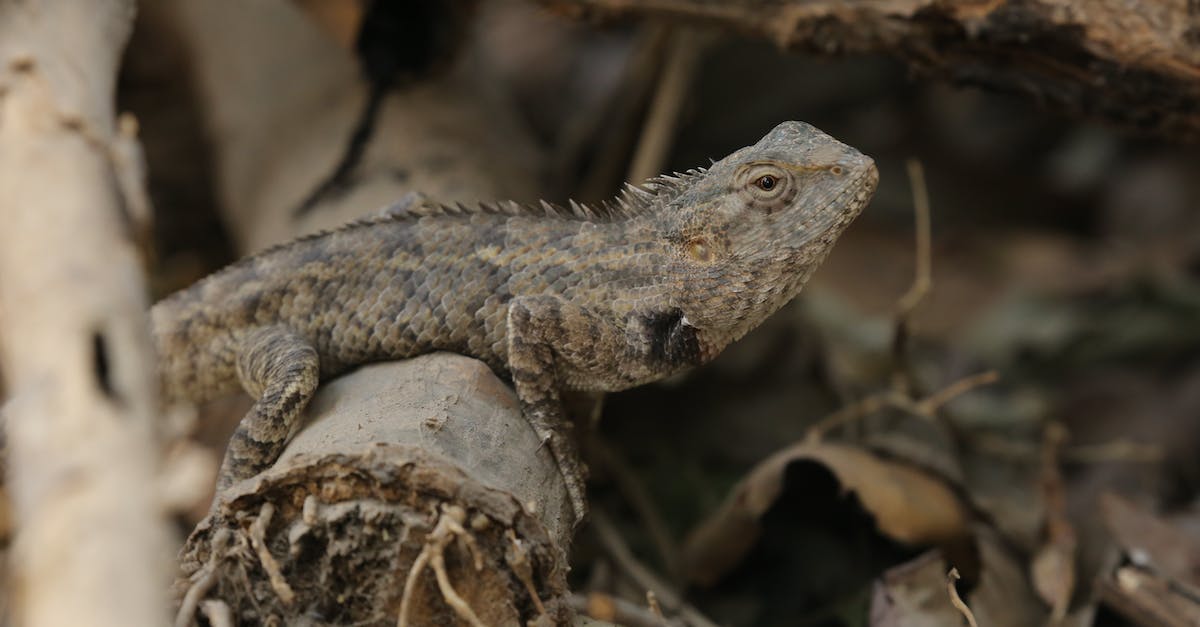 Lizard Racing, How To Train My Lizard? - Brown and Black Lizard on Brown Wood