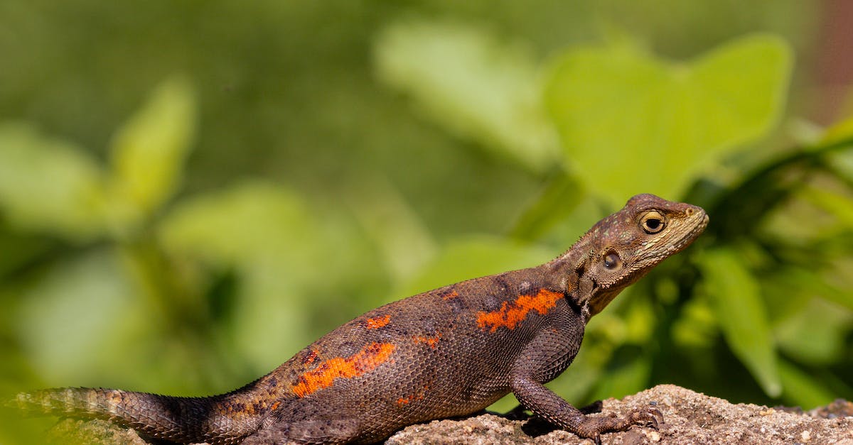 Lizard Racing, How To Train My Lizard? - Brown and Black Lizard on Brown Rock