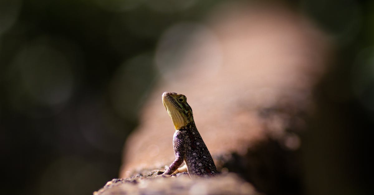 Lizard Racing, How To Train My Lizard? - Green and Blue Lizard on Brown Wood