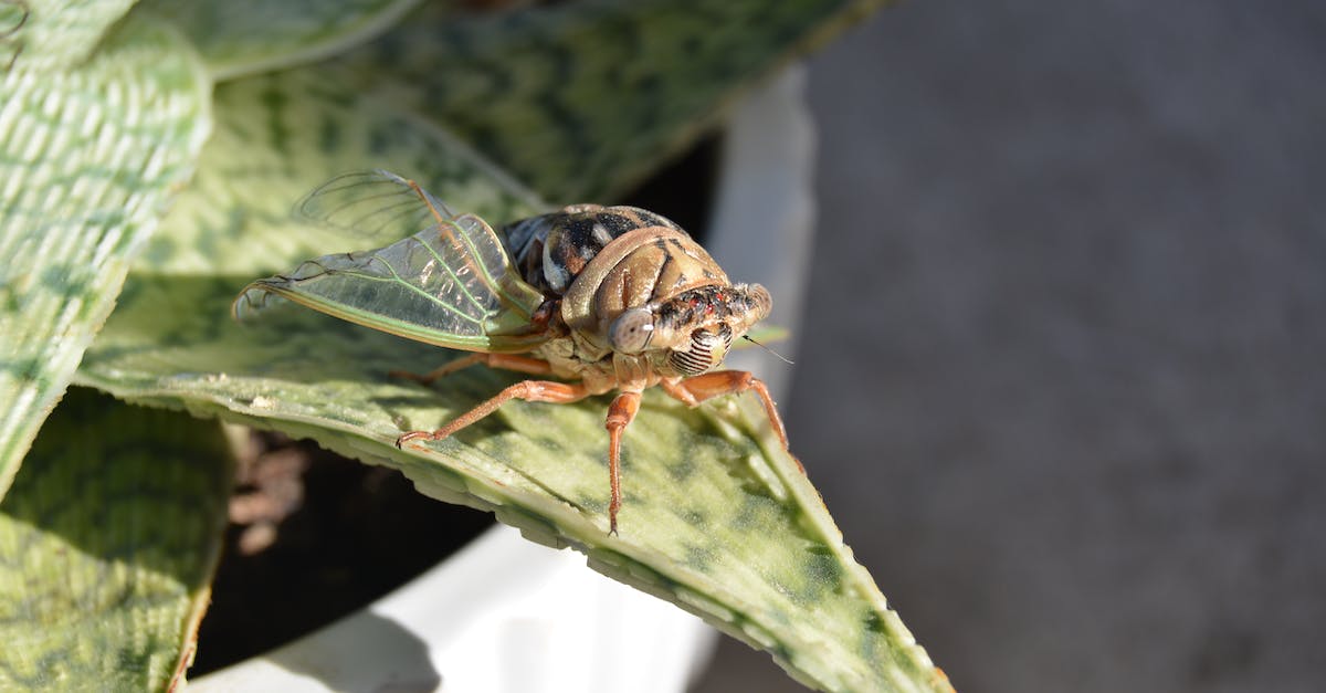 Loading problems/possible bug - Cicada Loading problems/possible bug - Cicada