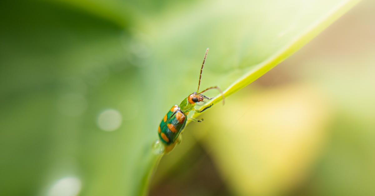 Loading problems/possible bug - Green and Black Bug on Green Leaf Loading problems/possible bug - Green and Black Bug on Green Leaf