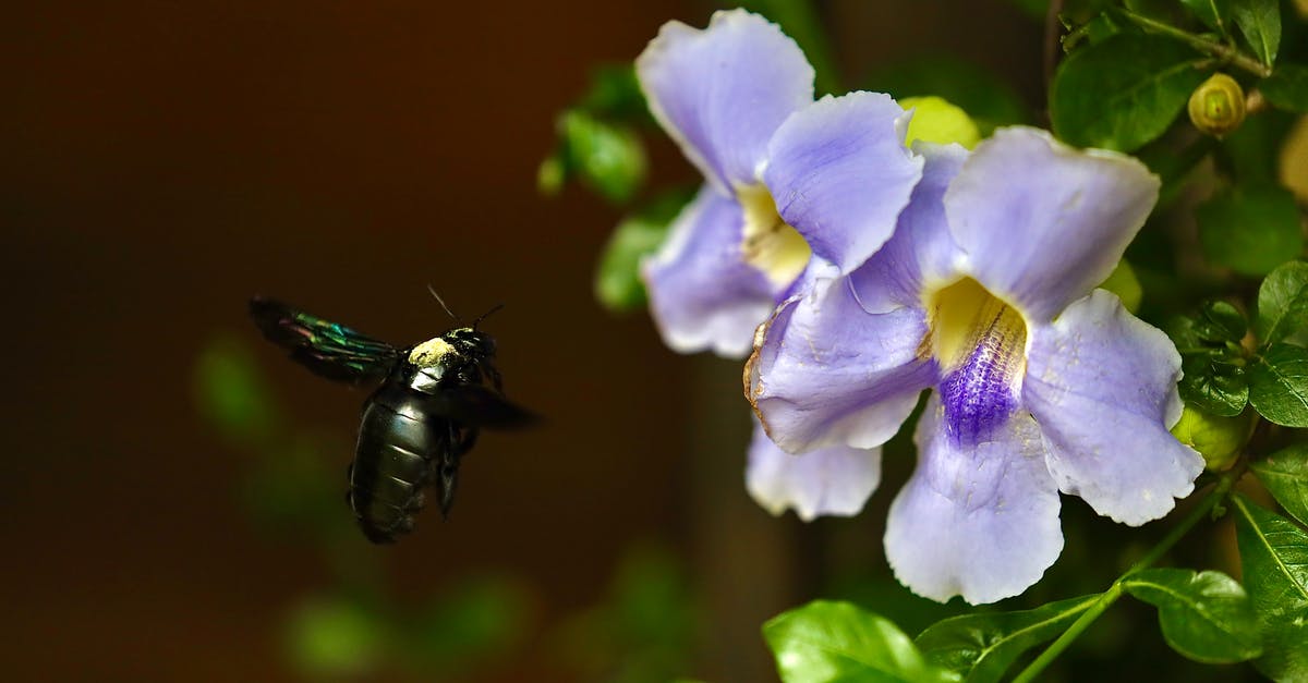 Loading problems/possible bug - Close-Up Shot of a Black Bug Flying near the Purple Flowers Loading problems/possible bug - Close-Up Shot of a Black Bug Flying near the Purple Flowers
