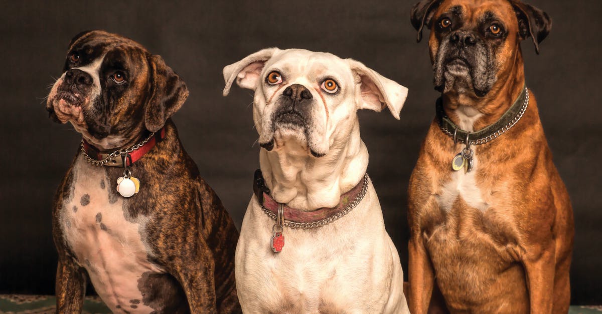 Locate the runes near the Hound Pits in Dishonored? - Photography of Three Dogs Looking Up