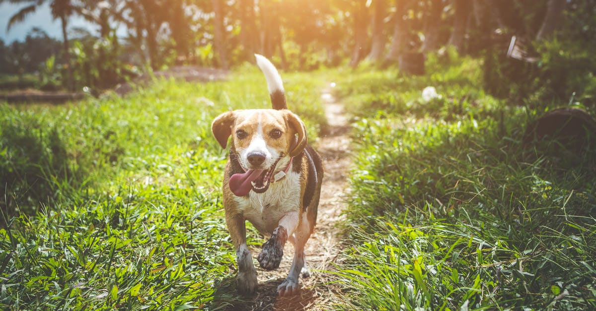 Locate the runes near the Hound Pits in Dishonored? - Adult Beagle Walking on Grass Field
