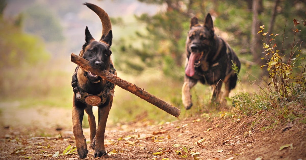 Locate the runes near the Hound Pits in Dishonored? - Two Adult Black-and-tan German Shepherds Running on Ground
