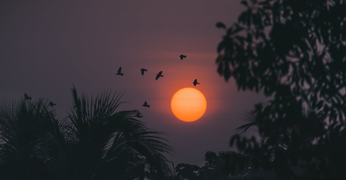 Logging flying hours - Silhouette of Birds Flying Near Trees