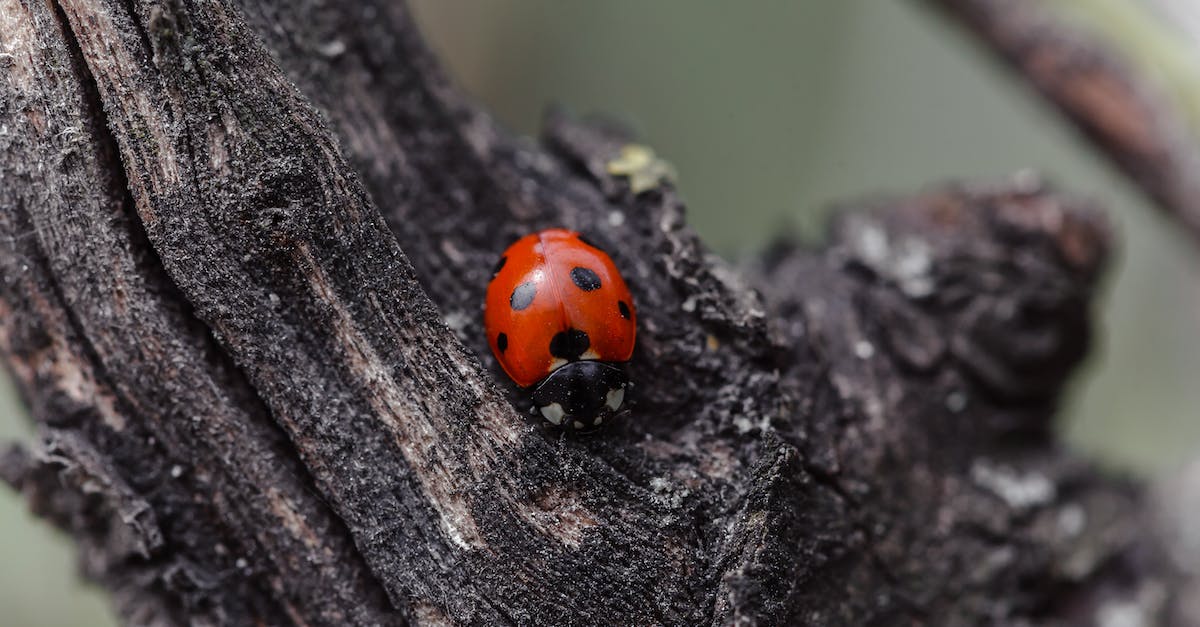 Log-on Money Bug - Ladybug on dry trunk in nature Log-on Money Bug - Ladybug on dry trunk in nature